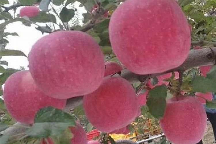 有无毒杀虫的农药吗？什么原理呢。