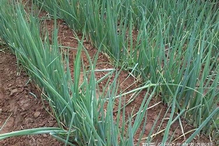 大葱怎样使用黄腐酸