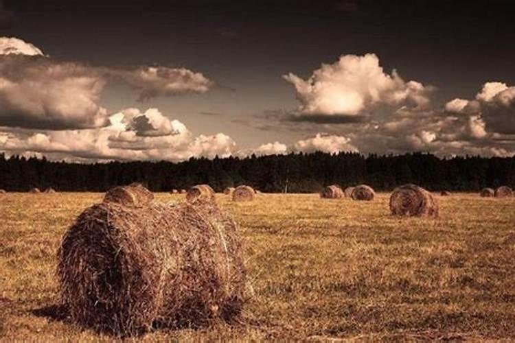 去俄罗斯远东地区种地好吗