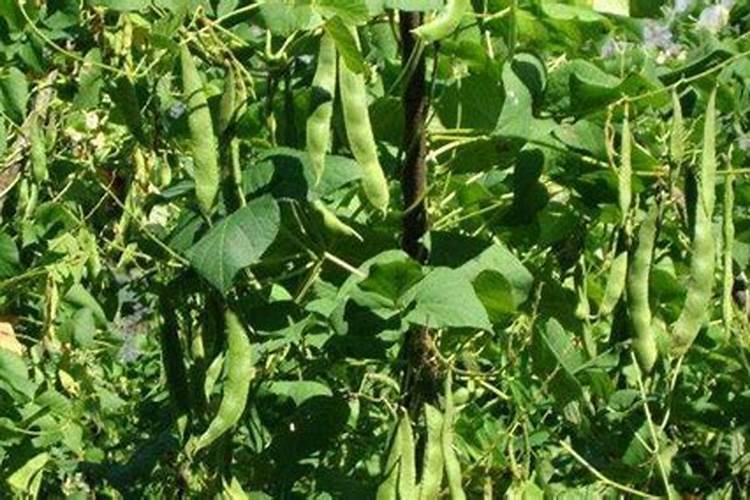 芸豆要想高产花期怎么管理 种植地的选择