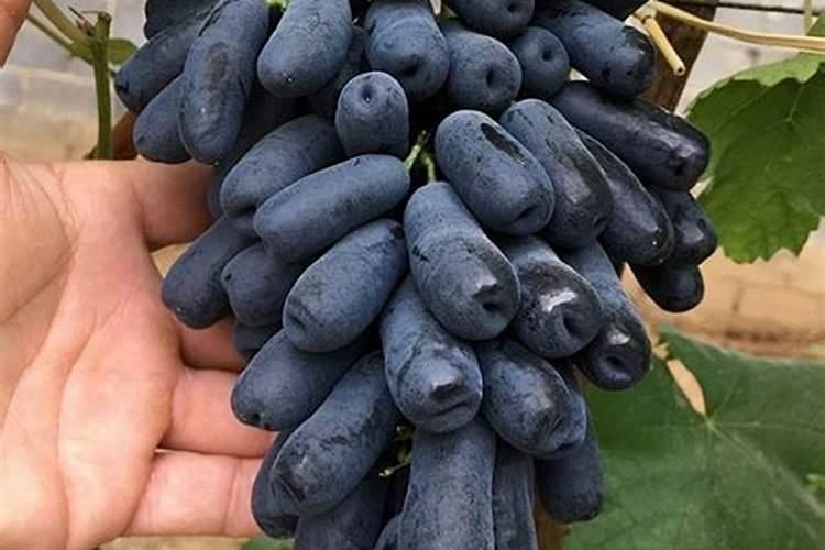 蓝宝石葡萄怎么种