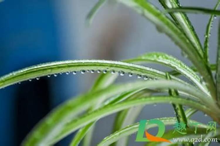 油菜施肥时间及方法,油菜施肥技术