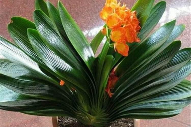 如何让君子兰快速上箭