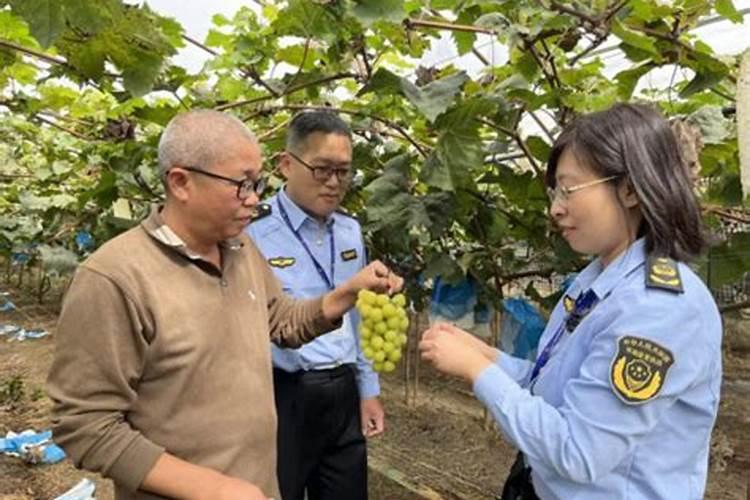 春季影响阳光玫瑰葡萄苗使用叶面肥效果的因素有哪些？