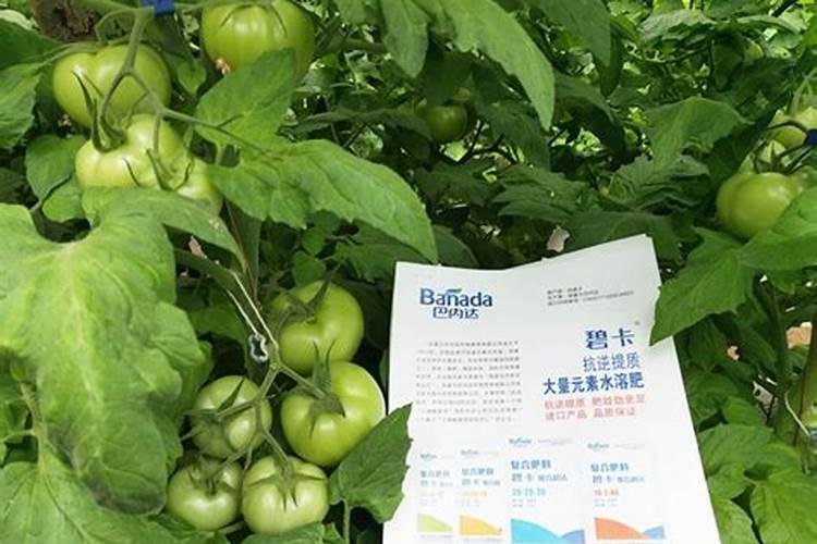 膨果水溶肥多长时间用一次？