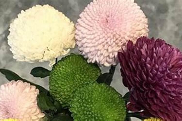 球菊的养殖方法和注意事项