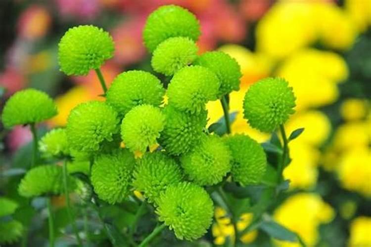 球菊的养殖方法和注意事项 养殖球菊的方法和注意事项