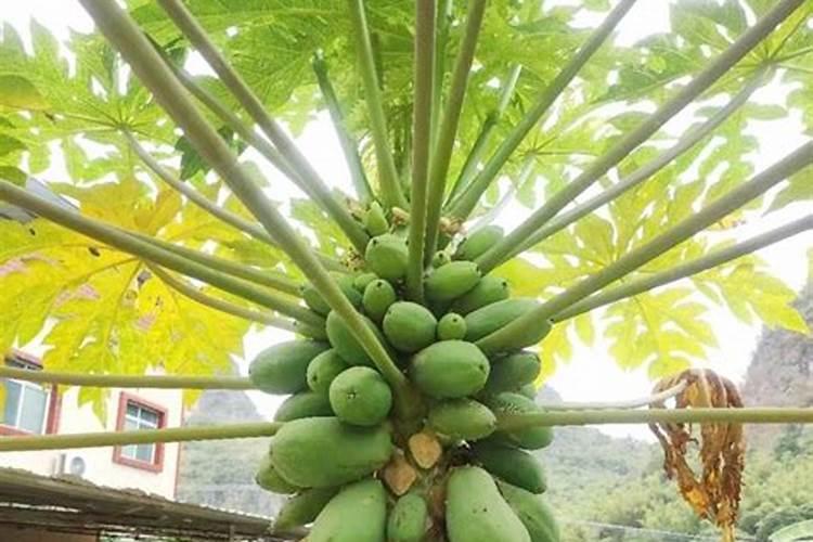 我家的木瓜树变得叶子黄。怎么解决？