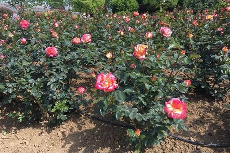 月季春天发芽后管理是什么？