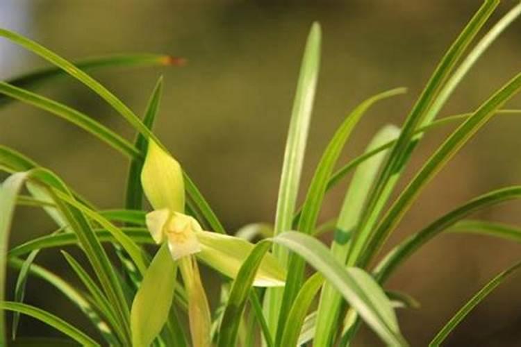 养兰花,如何使用磷酸二氢钾呢？