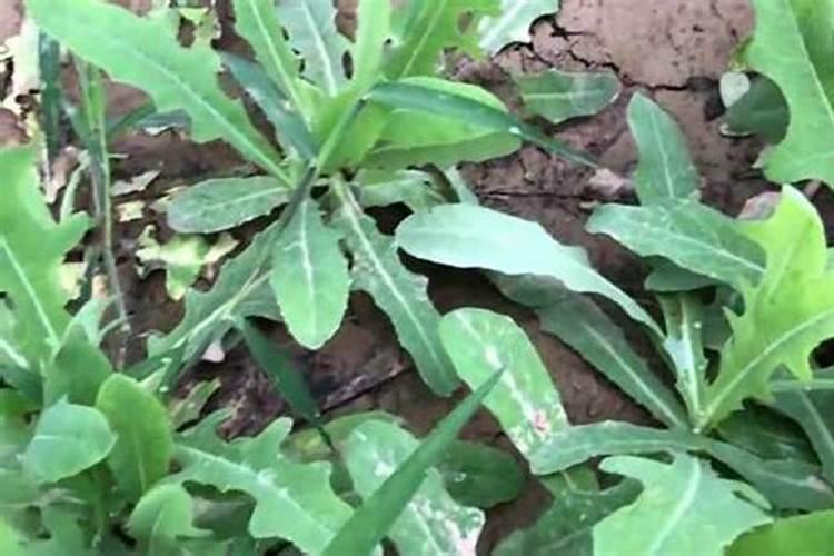 叶菜苗期及生长中后期的施肥方法