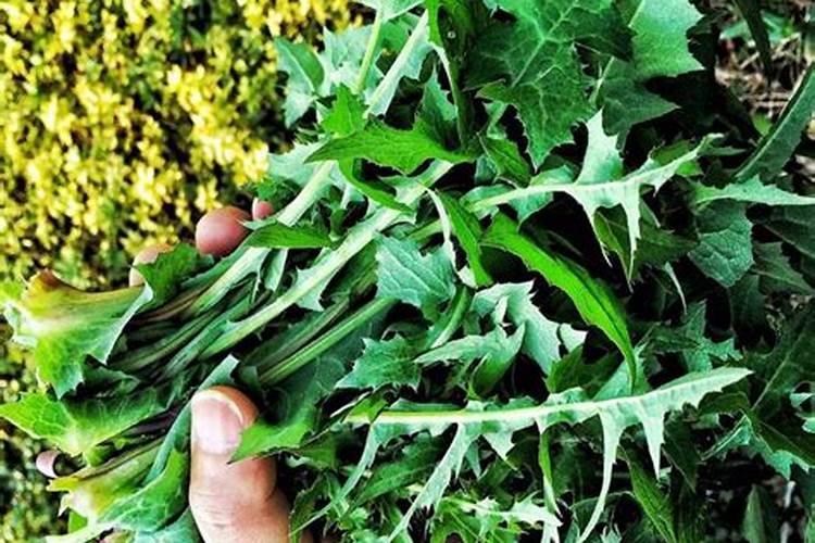 叶绿素控旺多久喷一次