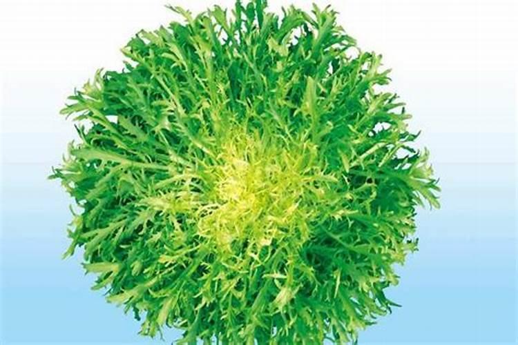 简兑天衡讲述苦苣科皮草,室内养花,可以试试