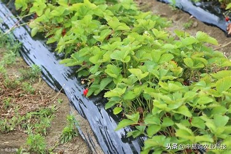 草莓肥料哪些最好