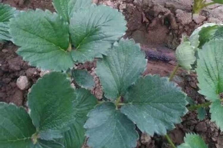 种草莓用什么肥料好,盆栽草莓施肥用什么肥料好