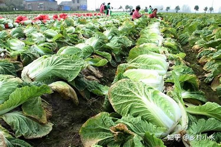 大白菜包心期能喷生根剂吗怎么喷
