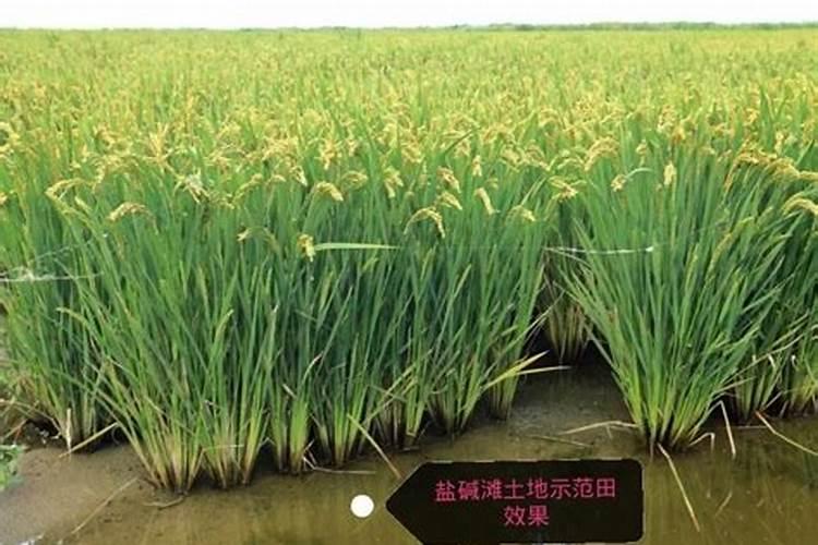 葛洲坝牌肥料黑魔粒是大厂产的吗