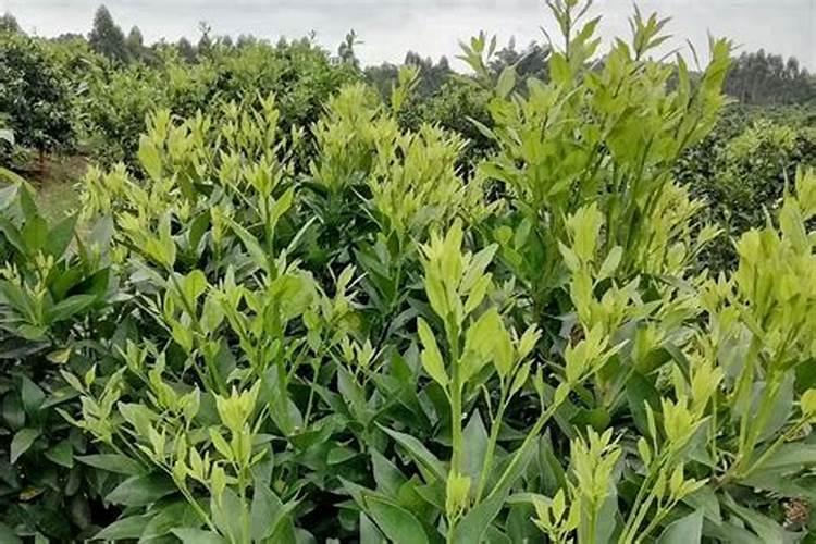 砂糖橘种植技术 手把手教你正确方法