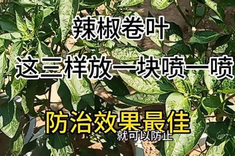 以最正确的手段用白醋喷辣椒要如何操作？