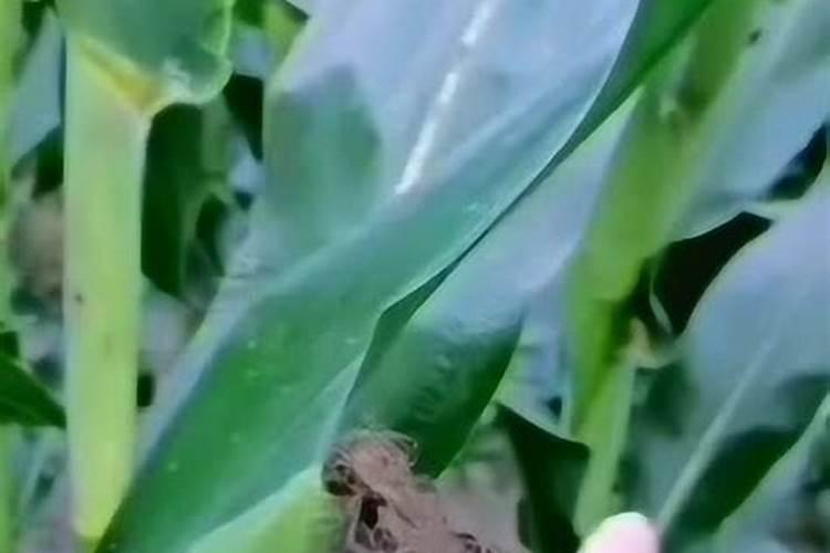 玉米授粉灌浆期用什么肥好