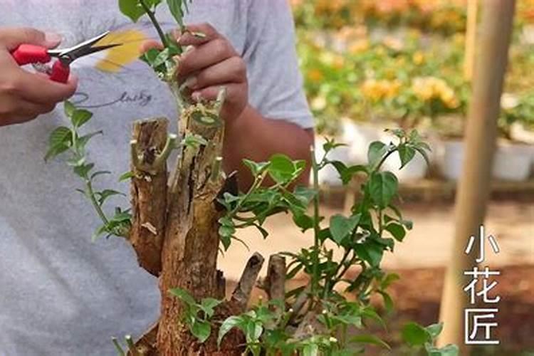 三角梅叶片薄可以喷叶面肥吗