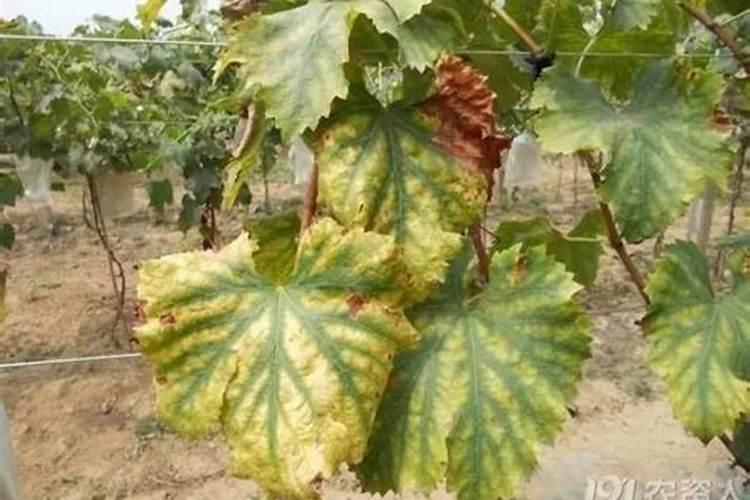 植物缺镁应该补充什么肥？说名字。