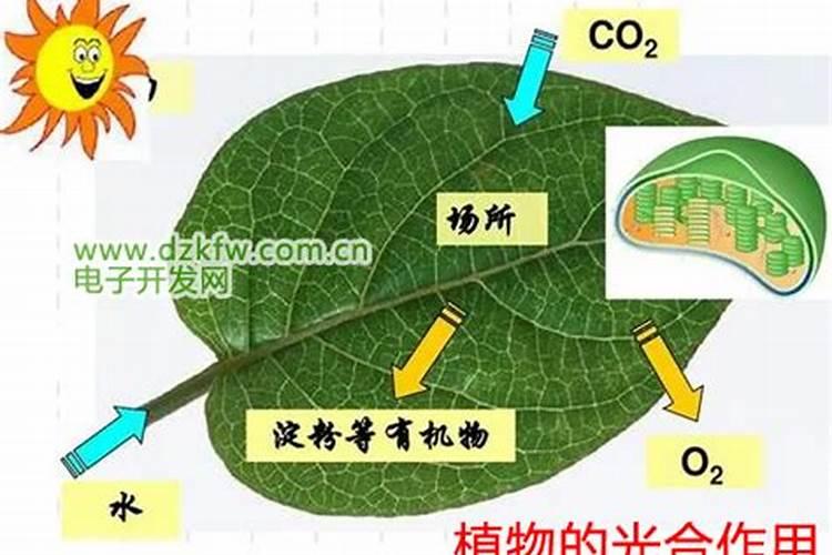 为什么越来越多的人喜欢用含氨基酸水溶肥？