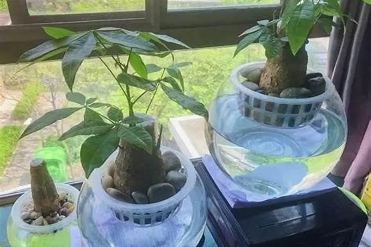 富贵竹怎么施肥 富贵竹如何施肥