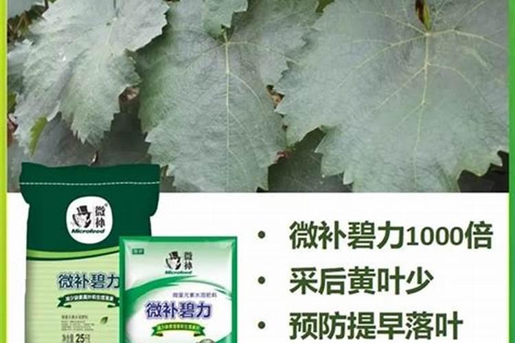葡萄成熟后打什么药红的快些