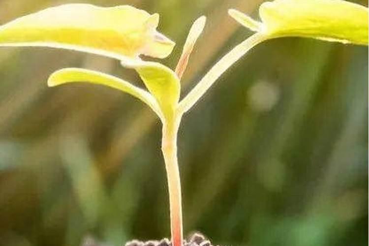 氮肥浇花多久一次 氮肥浇花需几天一次？