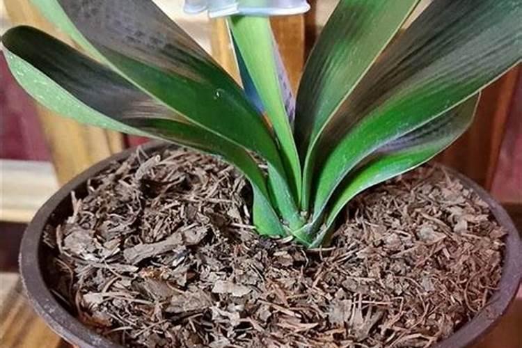 君子兰什么时候用肥料