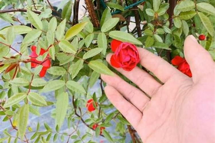 红木香花怎么养护方法