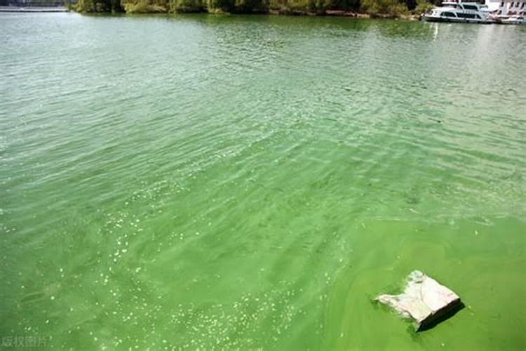 什么样的池塘易发蓝藻