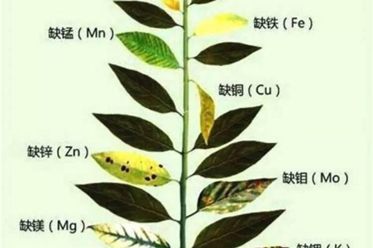 吊兰叶子发青什么原因？