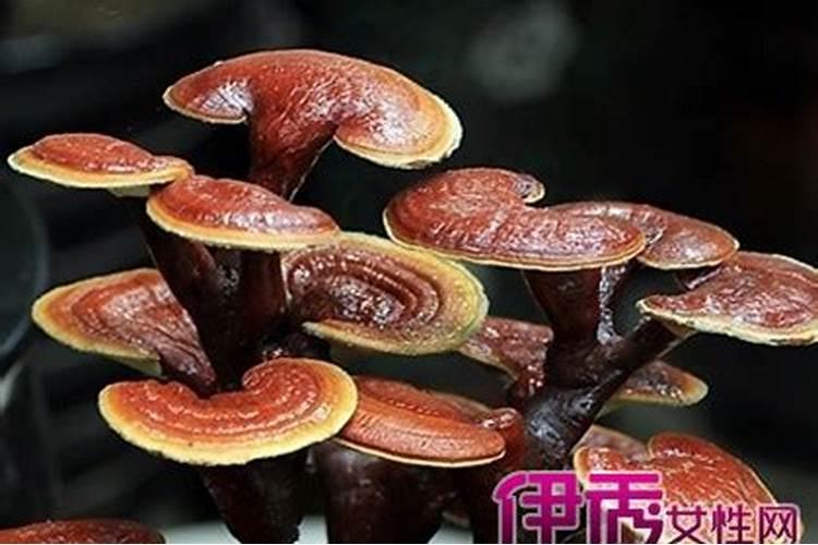 富硒食物有几十种之多,为什么特别流行补硒？