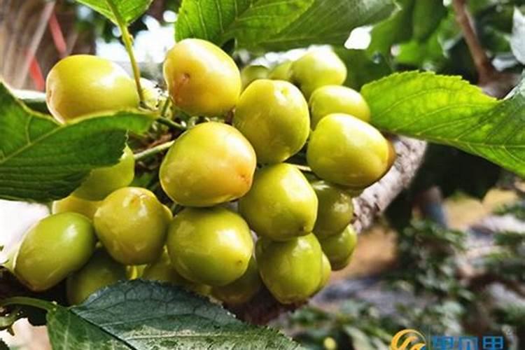 福进门液体水溶肥好吗？用效果来证明