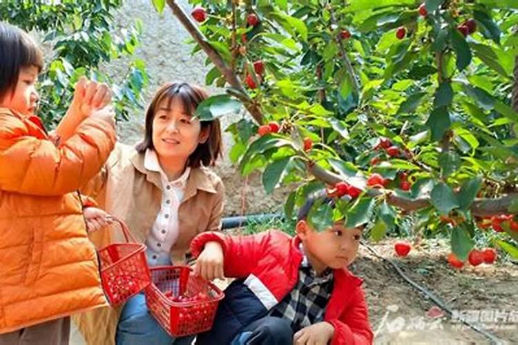 樱桃树几月份上基得。上什么肥？