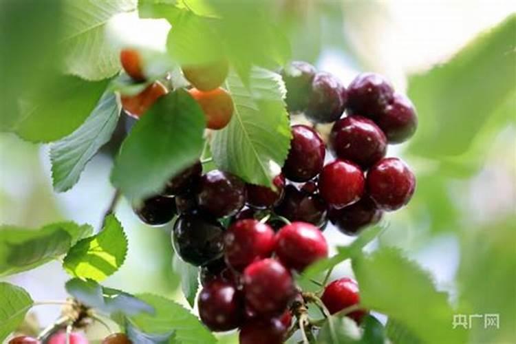 樱桃树八月份施什么肥