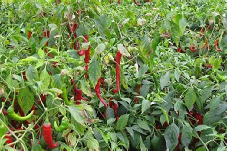 农业用肥,硫酸镁