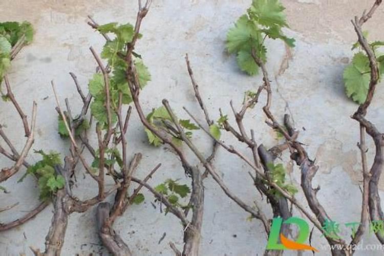 葡萄冬季移栽方法