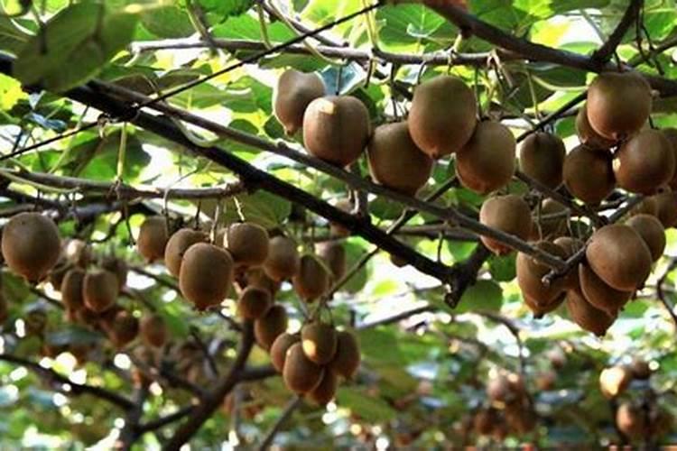 猕猴桃苗成活率不高是咋回事猕猴桃苗什么时候种植成活率高