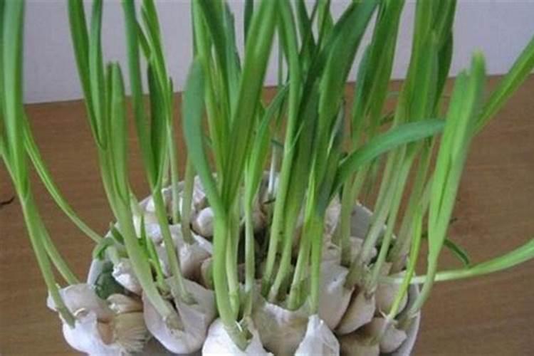 栽大蒜用什么肥料最好