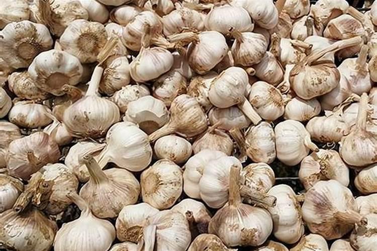 大蒜用什么肥料好？