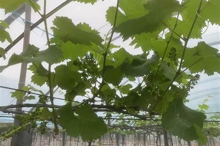 冲施肥用什么钾肥好