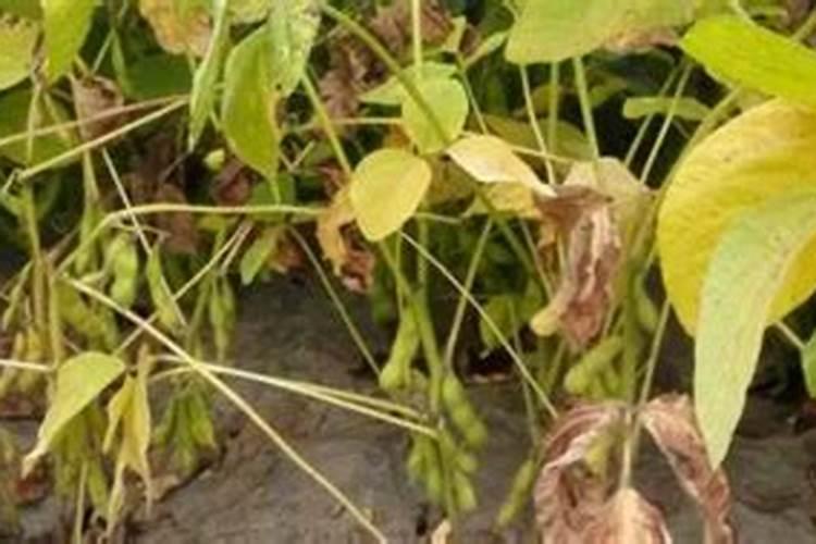 种植黄豆用什么肥料最好