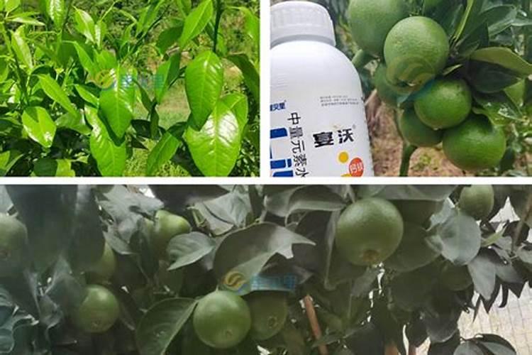 果树怎么施水溶肥？