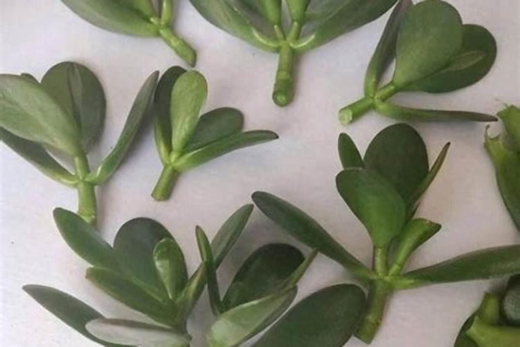 什么叶面肥能使叶子快速变绿变厚？