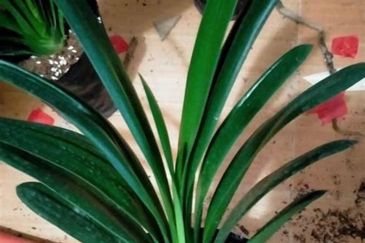 请问氮肥、磷肥、钾肥对盆栽花卉植物各起什么作用