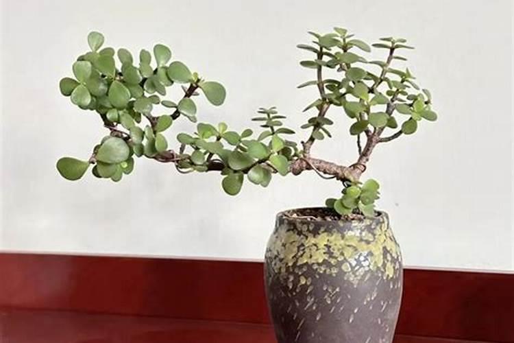 韭菜用什么肥料长得又肥又壮(用什么肥料叶子又粗又黑)