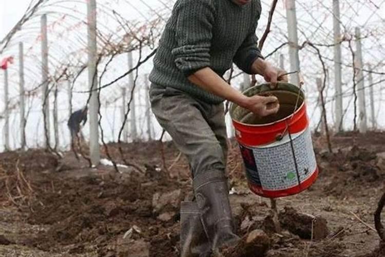 冲施肥什么时候效果好？